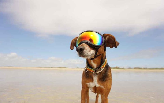 想像過愛犬戴上犬用太陽護目鏡跟您一起散步，經過的路人回頭率百分百並讚嘆不絕的場景嗎？這是許多跟寵物雜貨舖購買Rex Specs 護目鏡的客人常常分享的趣事。犬用太陽護目鏡的功能不只外型酷炫，它必須要具有防風、抗UV、阻擋灰塵沙子進入眼睛，並且可以戴著它從事任何運動，包括水上活動。另外，如果已經患有眼疾，如白內障、核硬化或是…