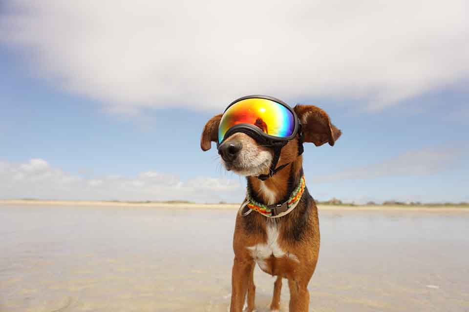 想像過愛犬戴上犬用太陽護目鏡跟您一起散步，經過的路人回頭率百分百並讚嘆不絕的場景嗎？這是許多跟寵物雜貨舖購買Rex Specs 護目鏡的客人常常分享的趣事。犬用太陽護目鏡的功能不只外型酷炫，它必須要具有防風、抗UV、阻擋灰塵沙子進入眼睛，並且可以戴著它從事任何運動，包括水上活動。另外，如果已經患有眼疾，如白內障、核硬化或是…
