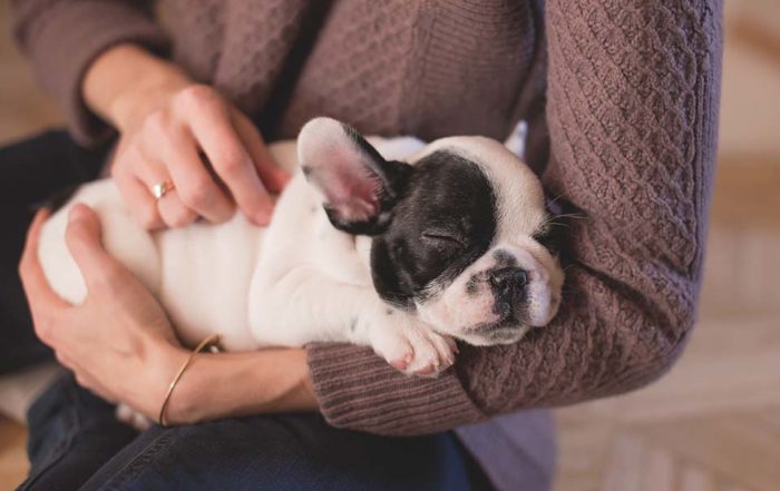 飼養愛犬時，最害怕的事情莫過於狗狗急性濕疹。當遇上狗狗急性濕疹時，我們往往會先尋求專業獸醫師的治療，藉此紓緩狗狗搔癢的情形。除此之外，身為飼主的我們更應當在日常生活中時，更加留意狗狗皮膚保健。當我發現花花遇上狗狗急性濕疹時我是怎麼發現花花有狗狗急性濕疹呢？花花是一隻15歲的柯基犬，這15年來皮膚一直都保持在不錯的狀態，雖…