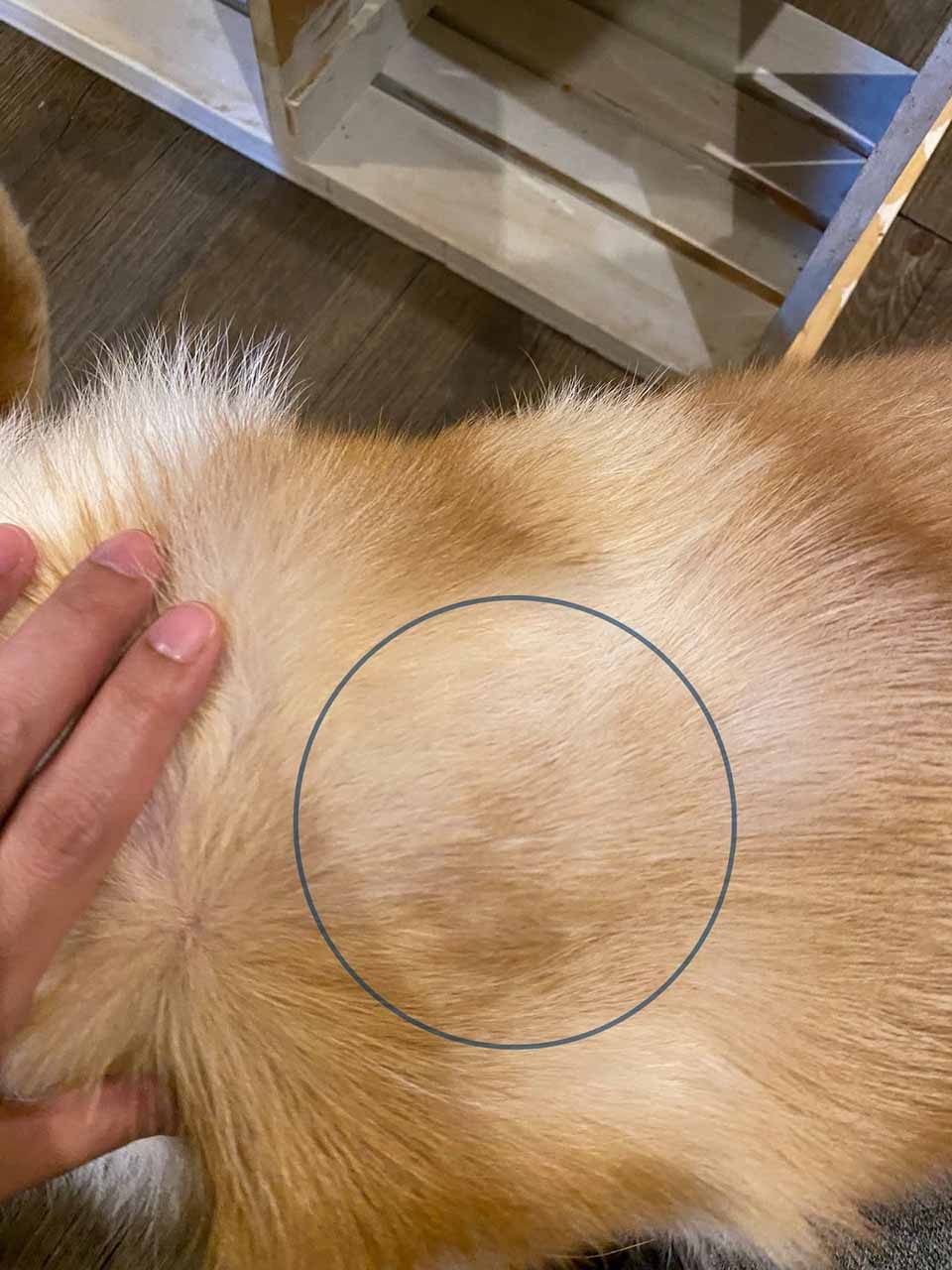 狗狗急性濕疹｜了解狗狗急性濕疹原因，以及如何舒緩搔癢的情形