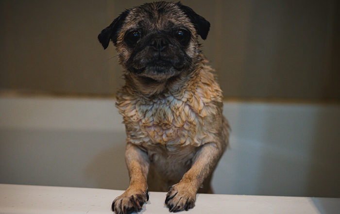 狗狗洗澡頻率怎麼算？應該多久洗一次澡？