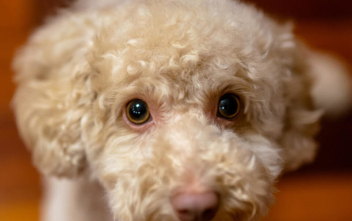 狗狗乾眼症可以怎麼保養與治療？保養狗狗眼睛，主人必須看