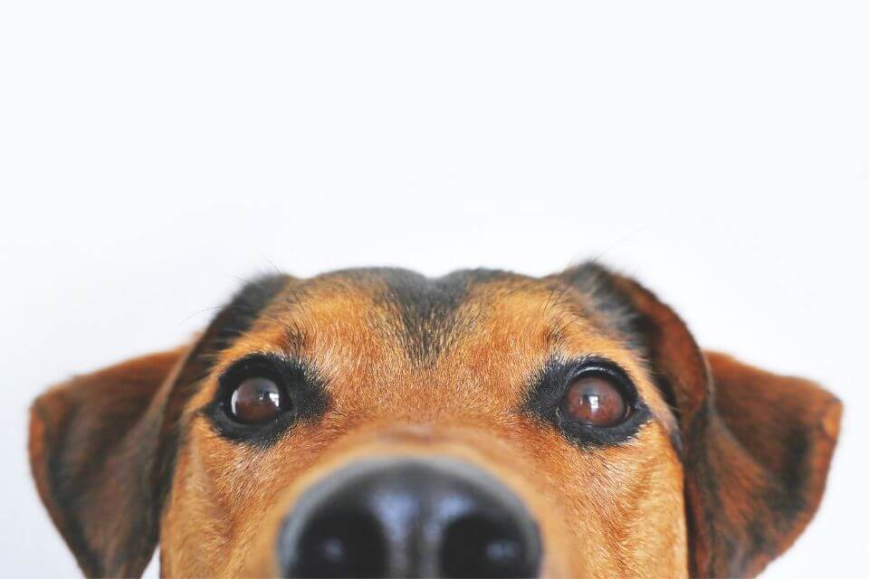 發現狗狗青光眼怎麼辦？青光眼初期症狀有哪些？