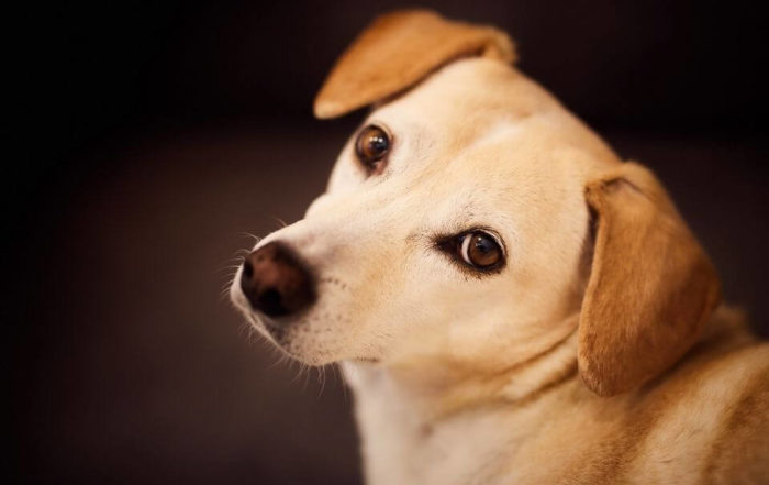 狗狗淚溝嚴重，該怎麼做才能改善呢？