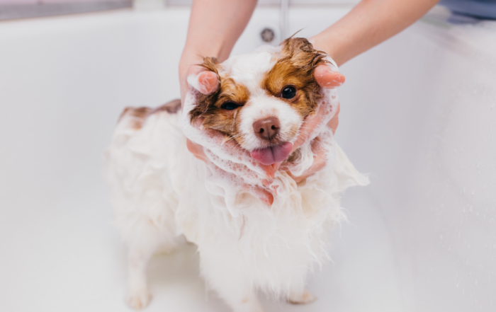 2022 【寵物洗毛精推薦】清單，迅速看懂寵物洗劑怎麼選！