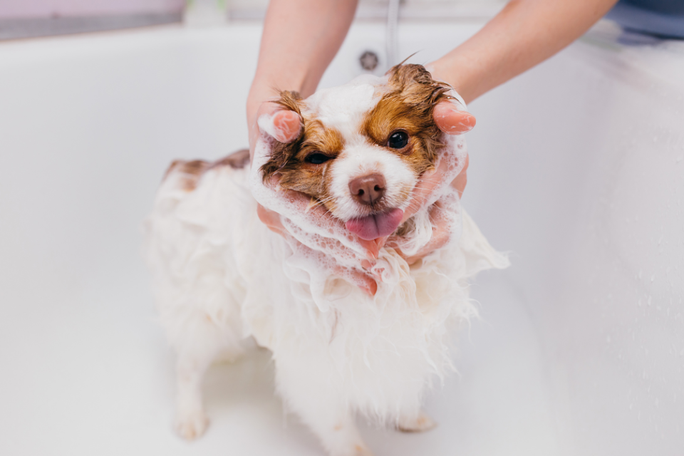 2022 【寵物洗毛精推薦】清單，迅速看懂寵物洗劑怎麼選！